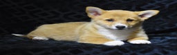 Welsh Corgi Pembroke dogs for sale: Mia - Ad 2