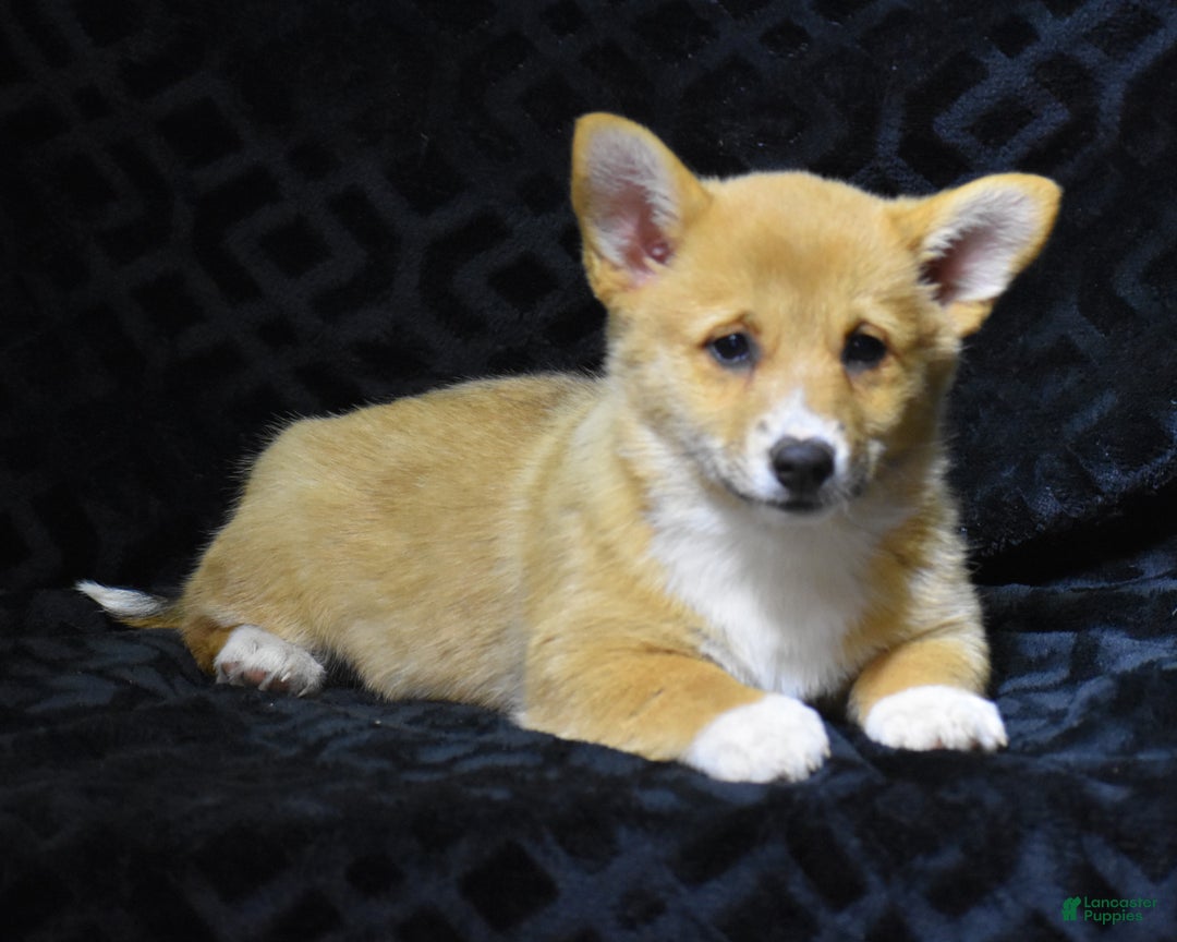 Welsh Corgi Pembroke dogs for sale: Mia - Ad 2
