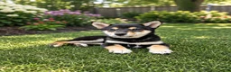 Shiba Inu dogs for sale: AKC Mulan - Ad 3