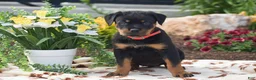 Rottweiler dogs for sale: Hailey - Ad 1