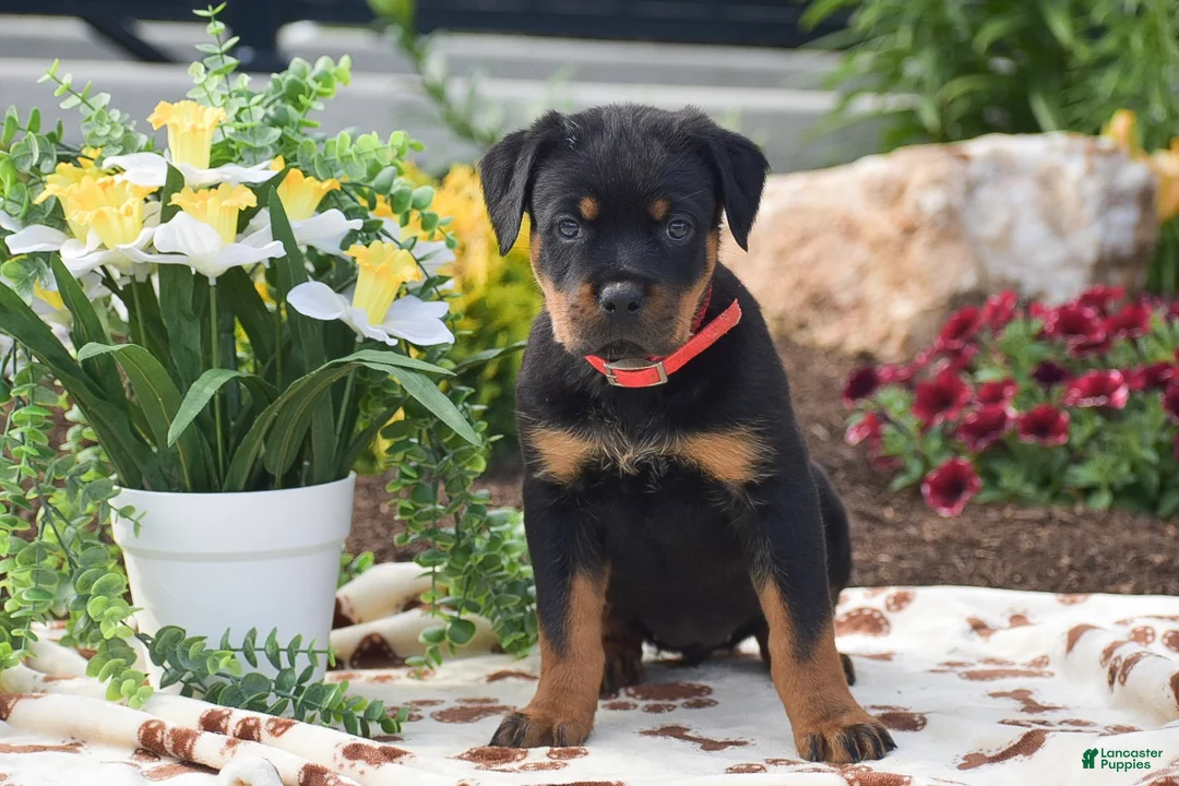 Rottweiler dogs for sale: Hailey - Ad 1