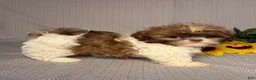 Shih Tzu dogs for sale: Luna - Ad 5