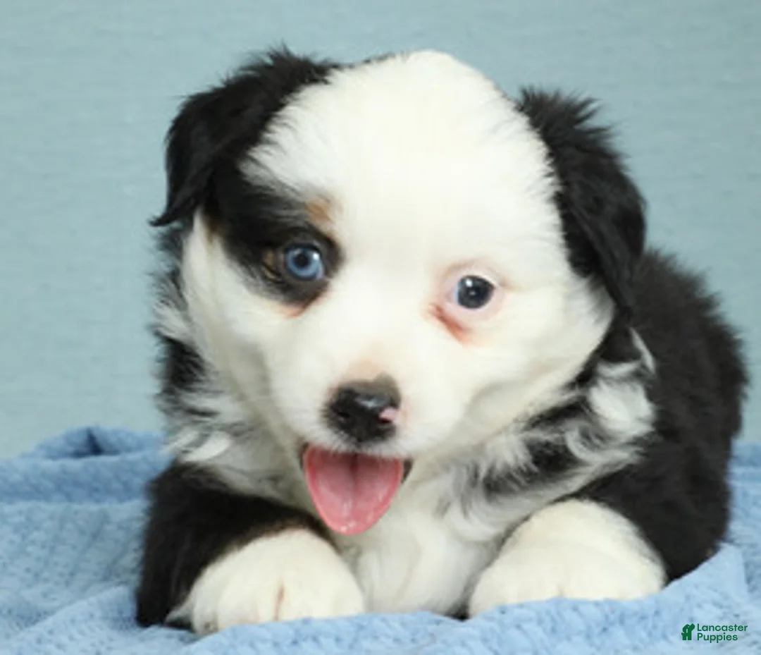Miniature Australian Shepherd dogs for sale: Redwood 🌾 - Ad 6