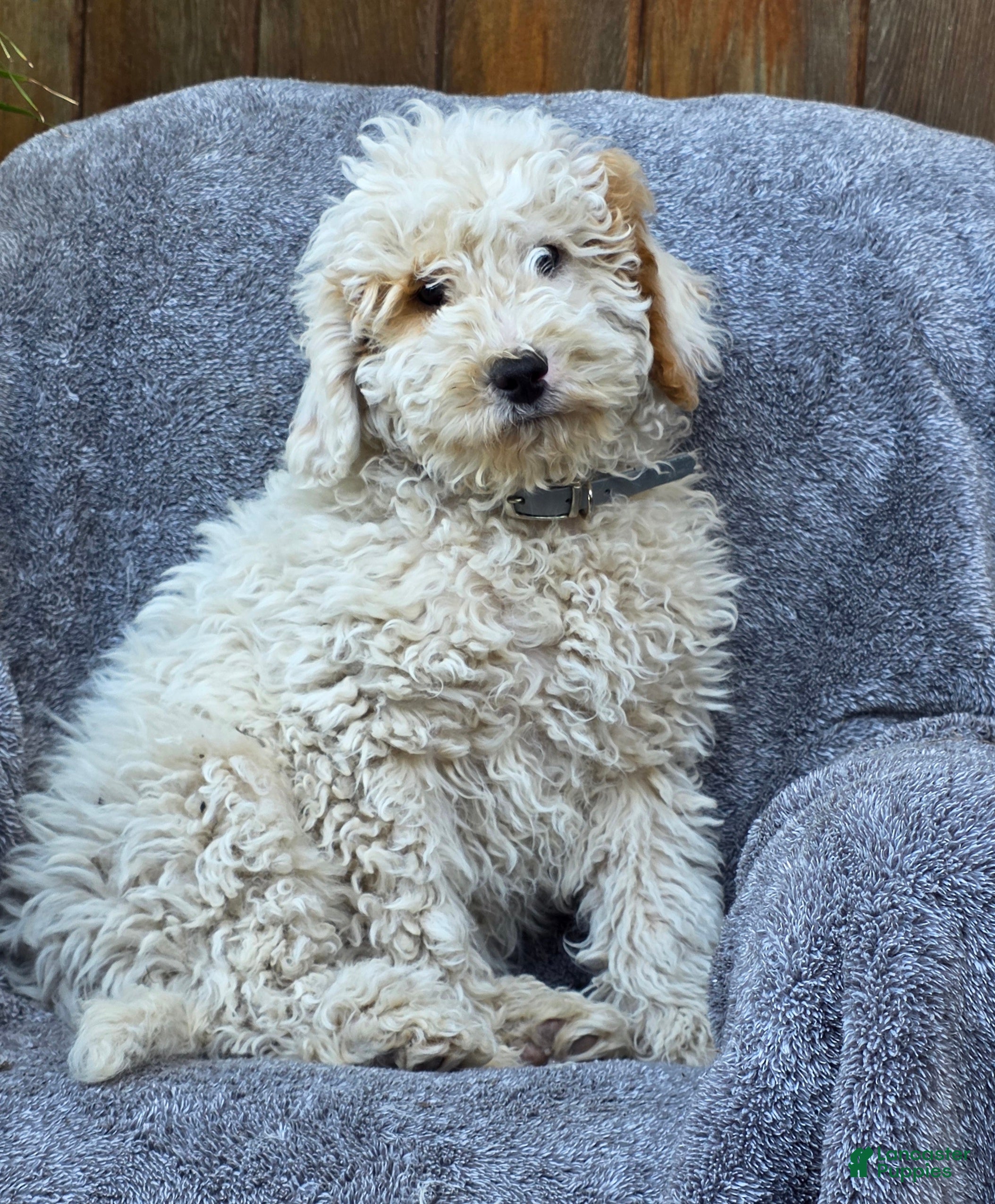 Goldendoodle dogs for sale: Barney - Ad 4