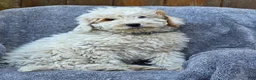 Goldendoodle dogs for sale: Barney - Ad 1