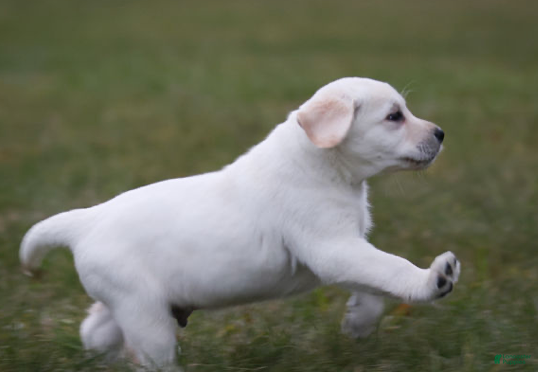 Labrador Retriever (Labrador, Male) in Columbia Cross Roads, PA