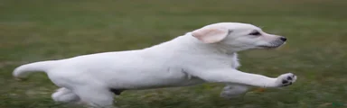Labrador Retriever 2