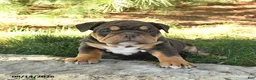 English Bulldog dogs for sale: Dallas - Ad 4
