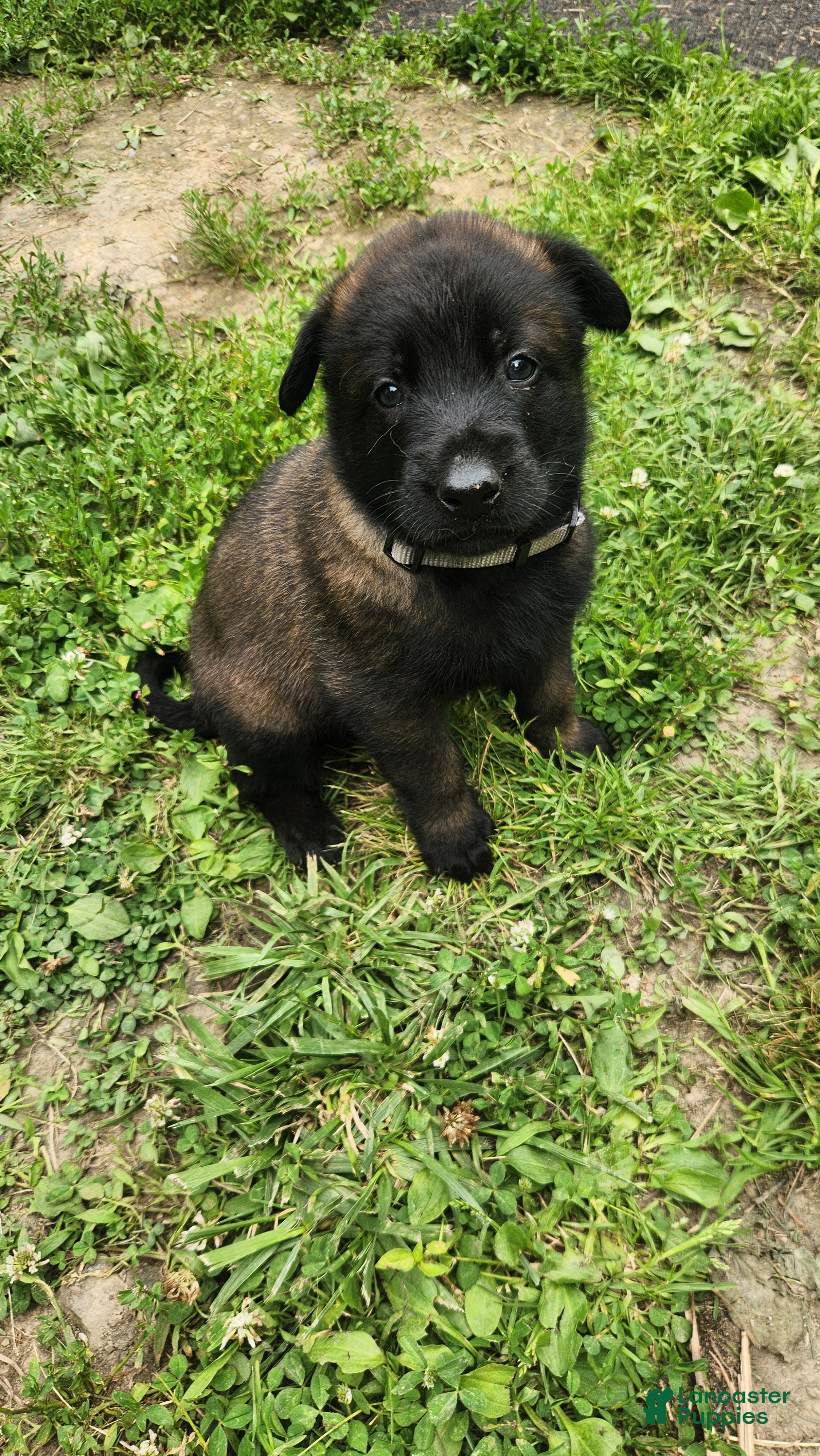 Belgian Malinois dogs Maverick (Gray) - Ad 13
