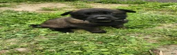 Belgian Malinois dogs for sale: Maverick (Gray) - Ad 1