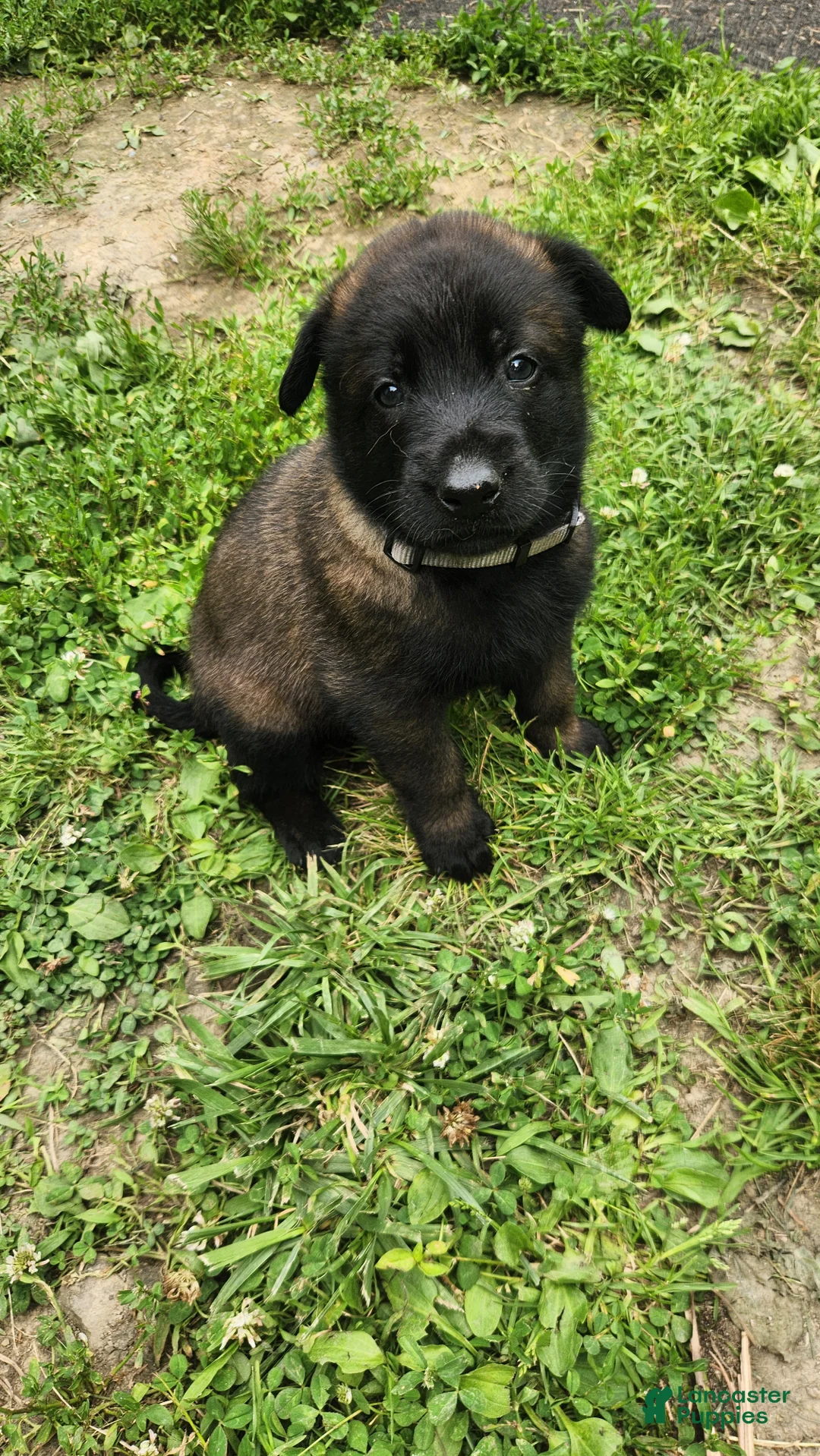 Belgian Malinois dogs for sale: Maverick (Gray) - Ad 1