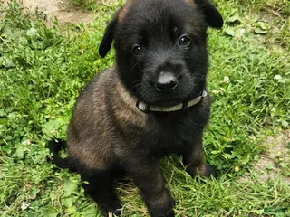 Belgian Malinois dogs Maverick (Gray) - Ad 31