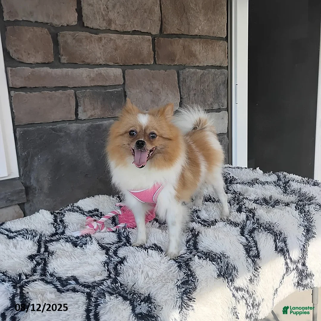 Pomeranian dogs for sale: Karter - Ad 27