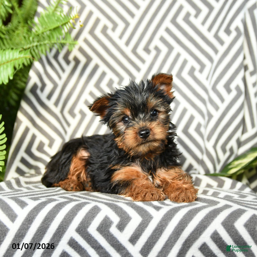 Yorkshire Terrier dogs for sale: Kevin - Ad 1