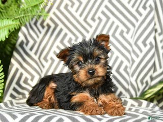 Yorkshire Terrier dogs Kevin - Ad 30
