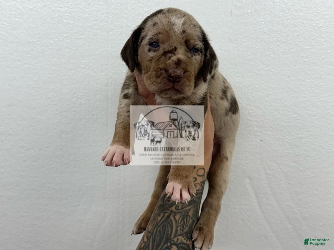 Catahoula Leopard Dog dogs for sale: Catahoula Leopard Dog Puppy 1 - Ad 15