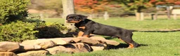 Rottweiler dogs for sale: Rottweiler 1 - Ad 7