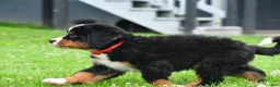 Bernese Mountain Dog dogs for sale: Nickle - Ad 3