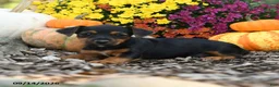 Mixed Breed dogs for sale: Betrice - Ad 3