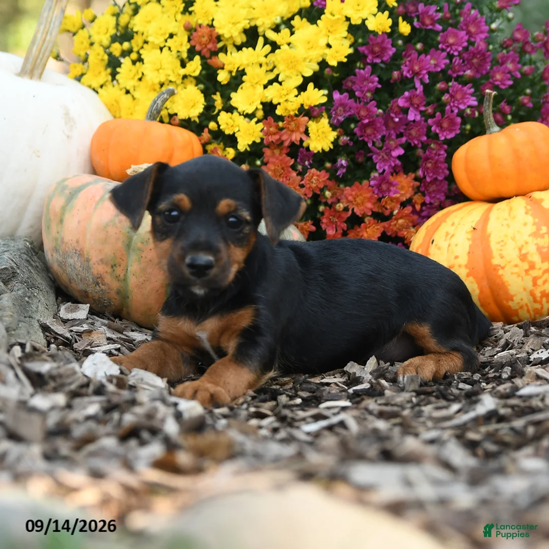 Mixed Breed dogs for sale: Betrice - Ad 3
