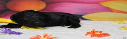 Toy Poodle dogs for sale: Dave  - Ad 4