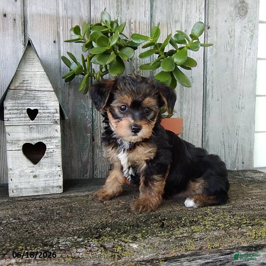 Yorkiepoo dogs Kali - Ad 1