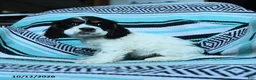 Cocker Spaniel dogs for sale: Crumbs - Ad 3