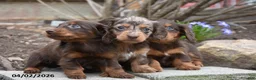 Miniature Dachshund dogs for sale: Rambo - Ad 3