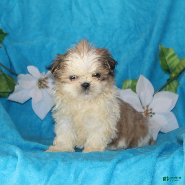 Shih Tzu dogs Sarah - Ad 34
