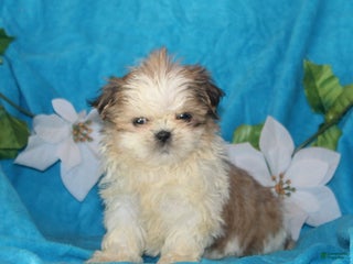Shih Tzu dogs Sarah - Ad 34