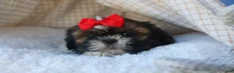 Shih Tzu dogs for sale: ROSCOE - Ad 7