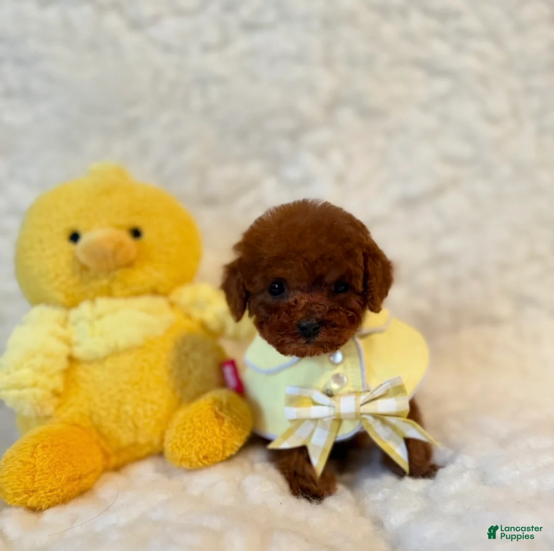 Toy Poodle dogs for sale: Baby Bear deep red - Ad 6