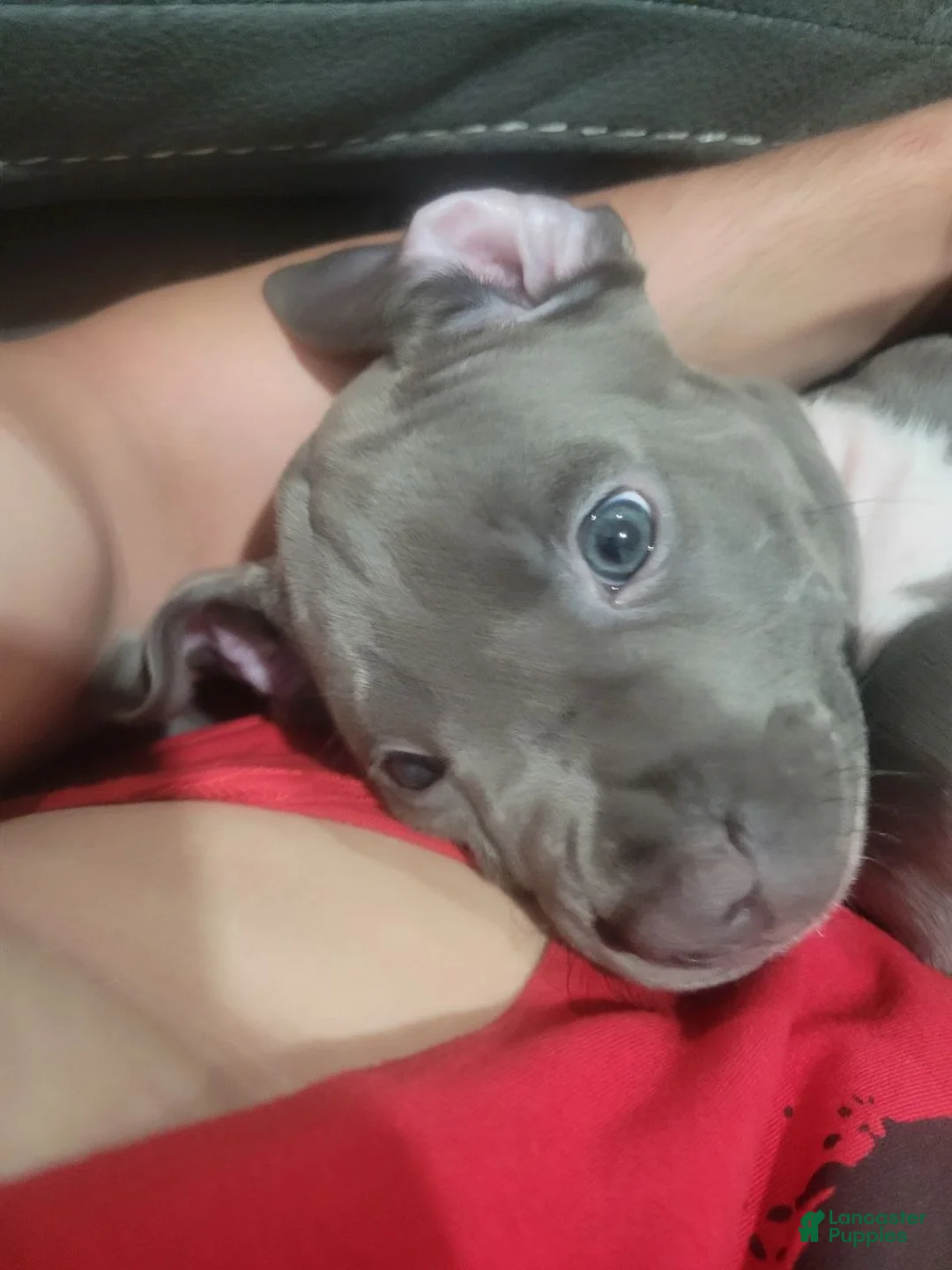 American Pit Bull Terrier dogs for sale: American Pit Bull Terrier Puppy 2 - Ad 1