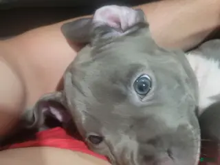 American Pit Bull Terrier dogs American Pit Bull Terrier Puppy 2 - Ad 6