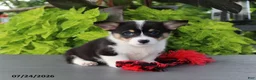 Welsh Corgi Pembroke dogs for sale: Lily - Ad 6