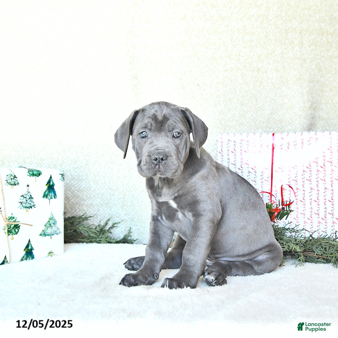 Cane Corso dogs for sale: Joy - Ad 5
