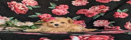Maltipoo dogs for sale: Brylee 8 lbs Full Grown - Ad 4