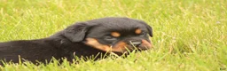 Rottweiler dogs for sale: Shon - Ad 4
