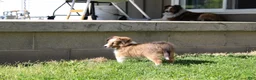 Shetland Sheepdog dogs for sale: Skipper - Ad 3