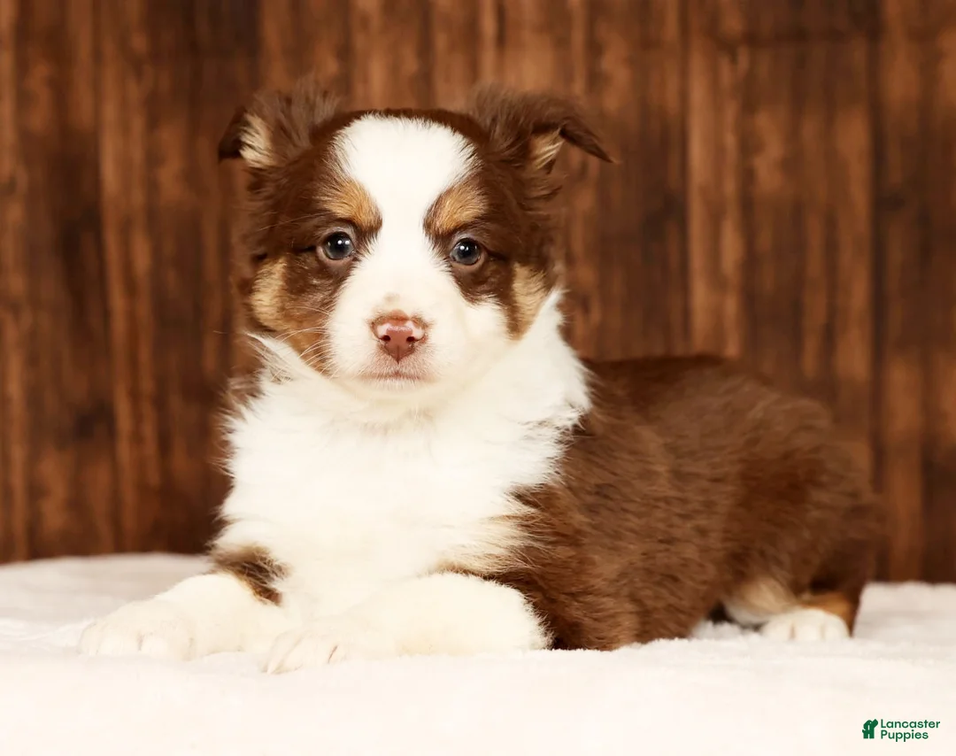 Miniature Australian Shepherd dogs for sale: Cocoa - Ad 4