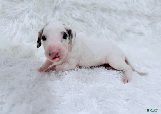 Great Dane dogs Eleven - Ad 1