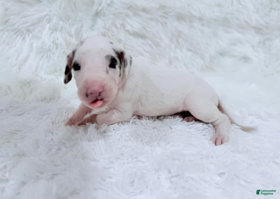 Great Dane dogs for sale: Eleven - Ad 1