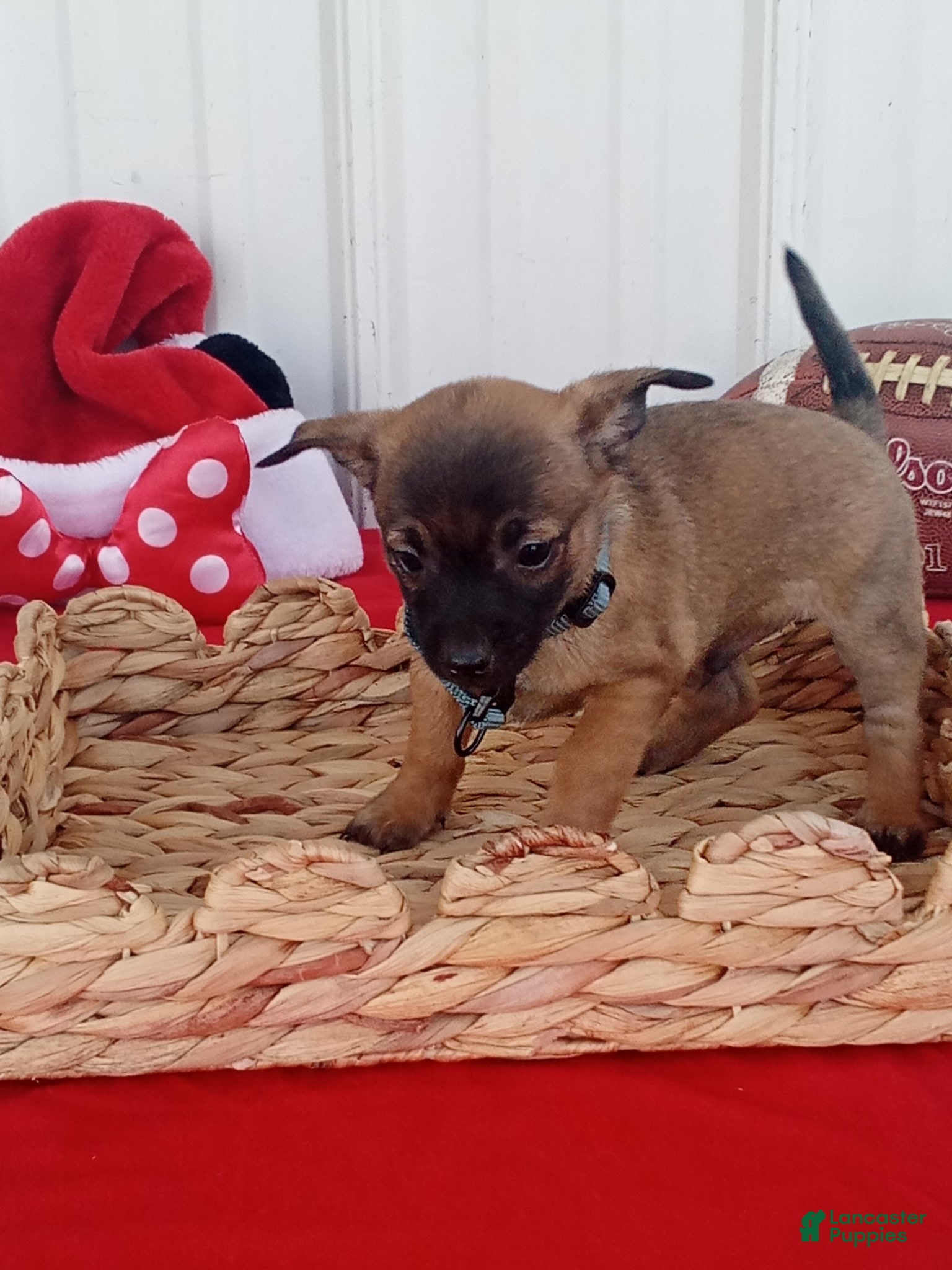 Chihuahua