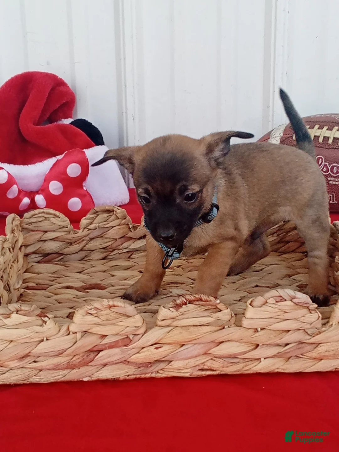 Chihuahua dogs for sale: Chihuahua 5 - Ad 1