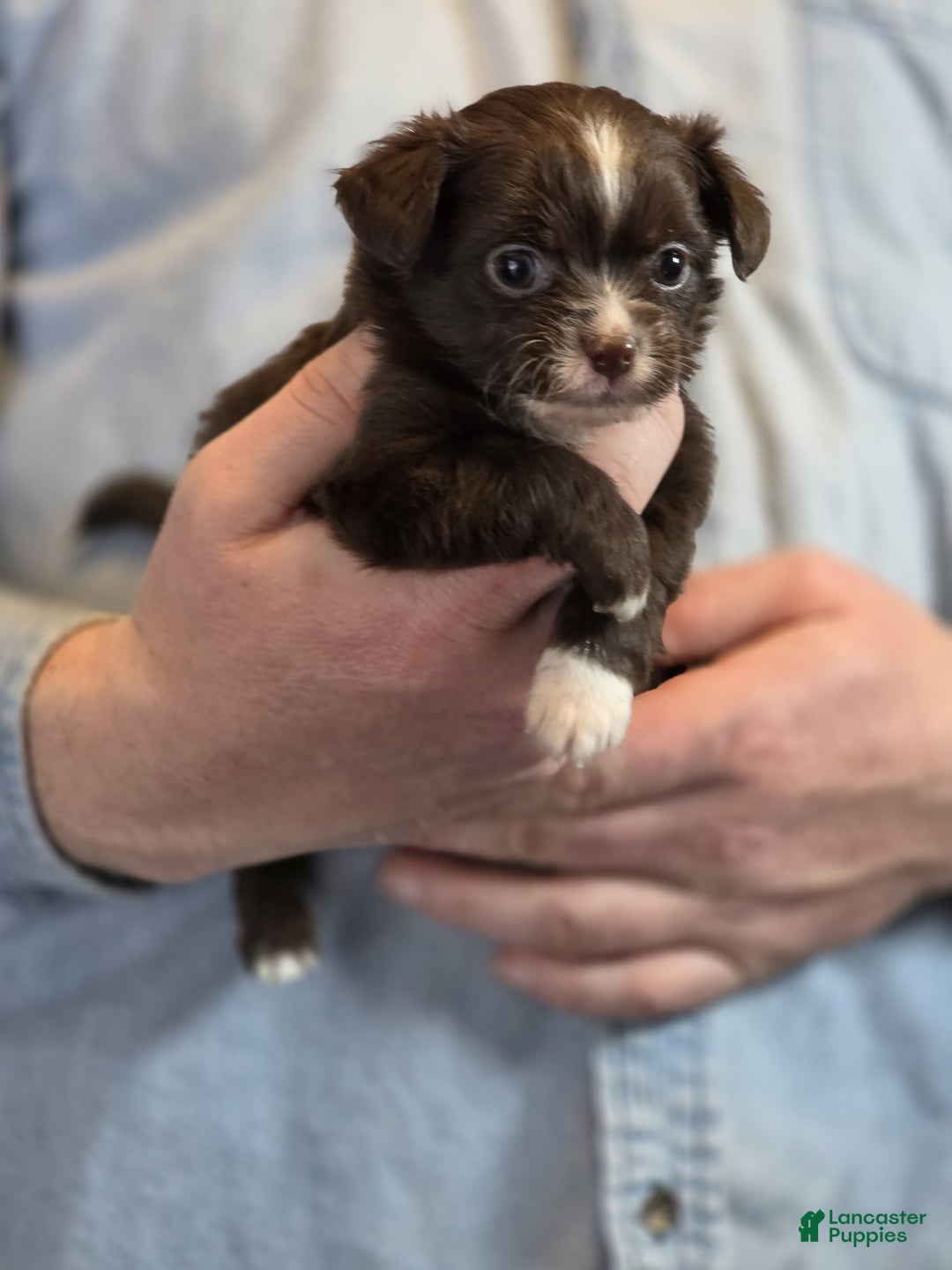 Chihuahua dogs for sale: Teddy - Ad 4
