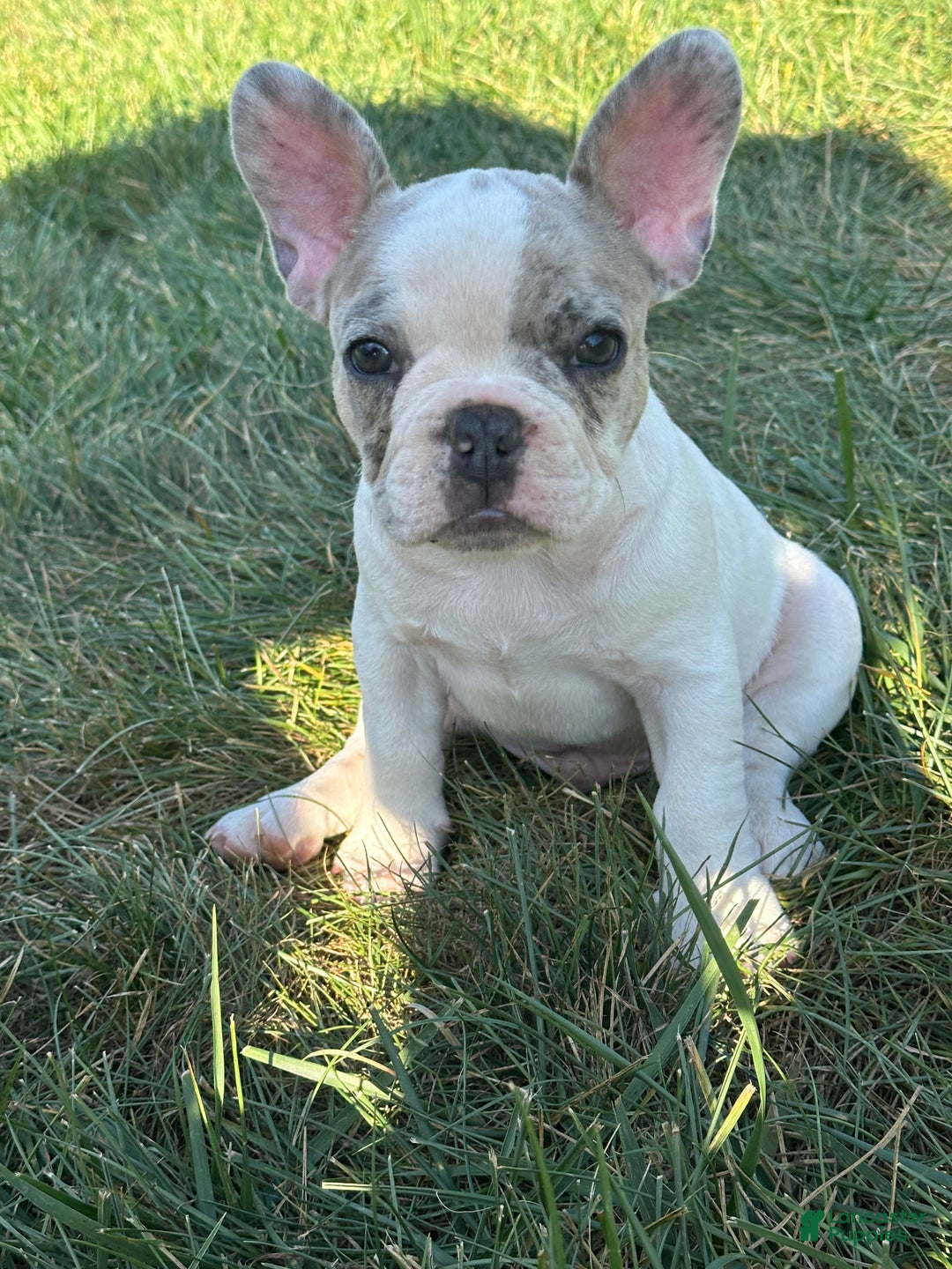 French Bulldog dogs for sale: Ricky  - Ad 1