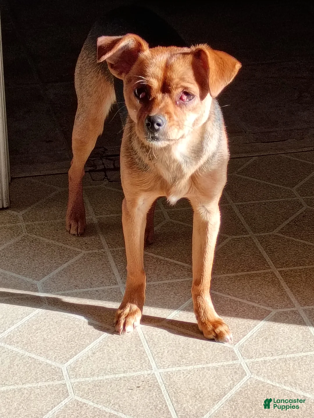 Mixed Breed dogs for sale: Mixed Breed Puppy 1 - Ad 3