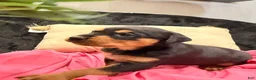 Rottweiler dogs for sale: Rottweiler Puppy 1 - Ad 12