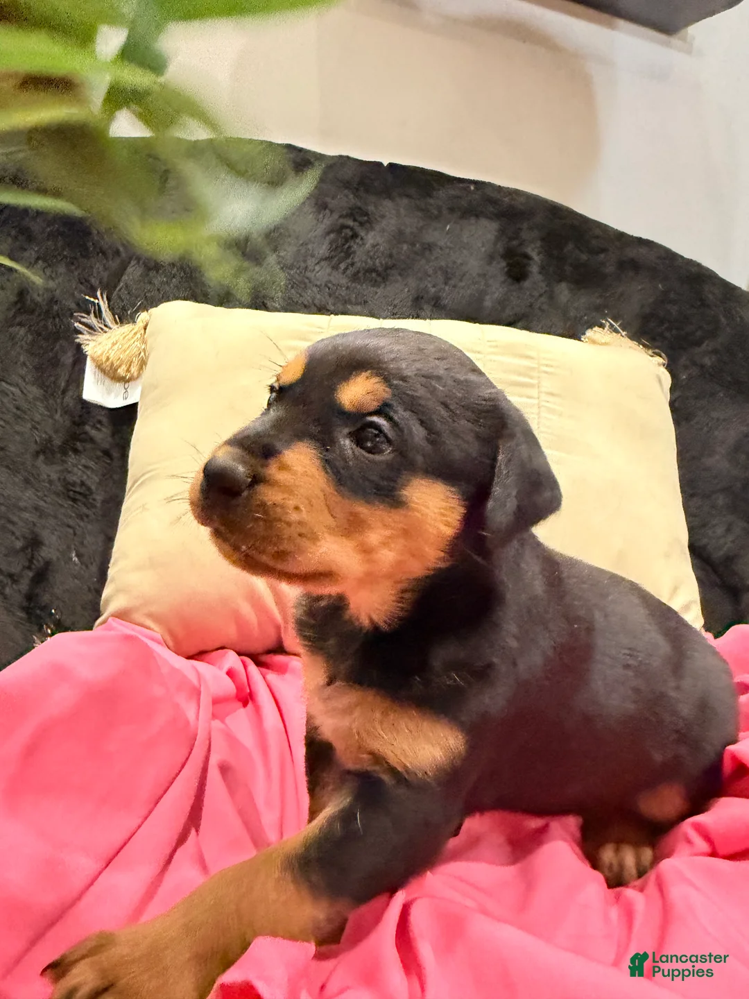Rottweiler dogs for sale: Rottweiler Puppy 1 - Ad 12