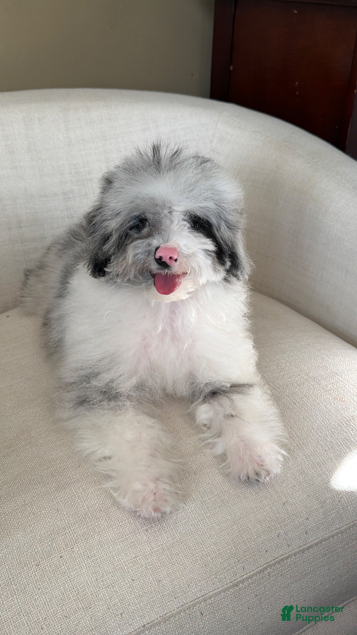 Mixed Breed dogs Miniature poodle - Ad 42
